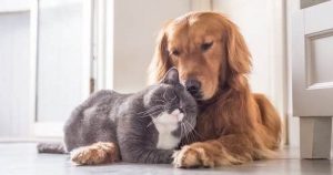 pets
